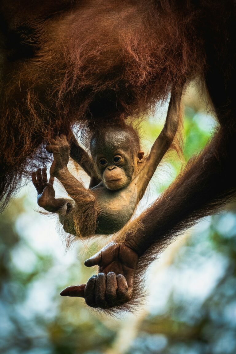 Orang-Utan Baby im Taman Nasional Tanjung Puting