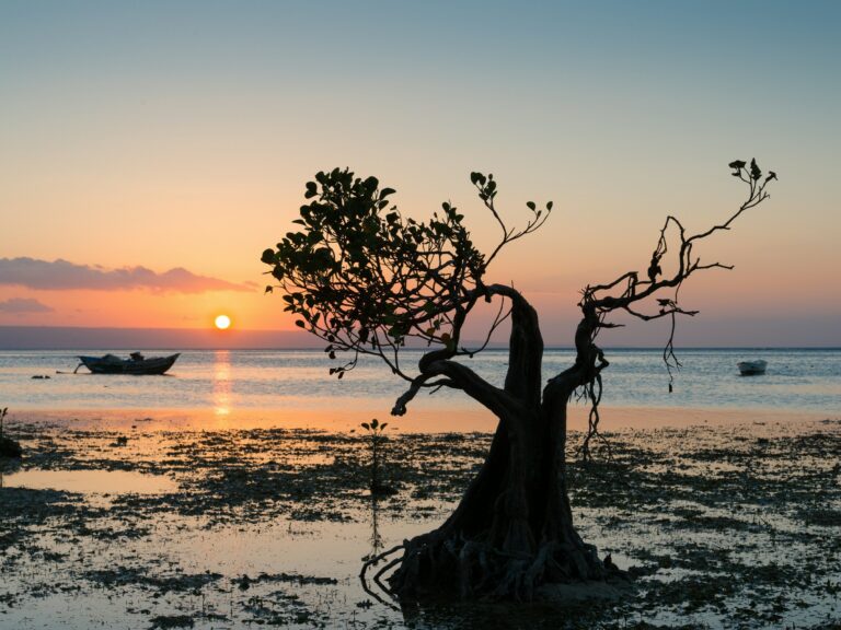 Walakiri Beach auf Sumba mit tanzenden Mangroven bei Sonnenuntergang – ikonisches Motiv der Erlebnisreise Sumba.