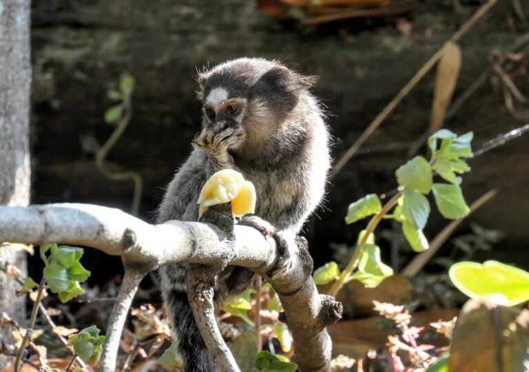 Affe im Chapada Diamantina Nationalpark