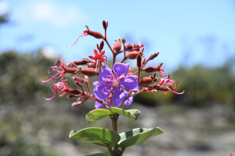 Auch die Blumen hier sind traumhaft schön