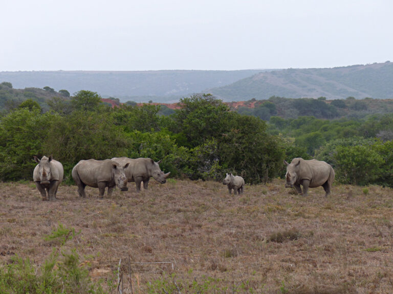 Faszinierende Nashörner
