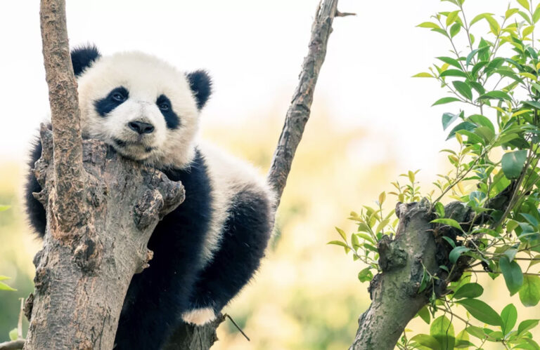 Junger Panda auf Baum