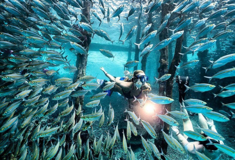 Inmitten von Fischschwärmen