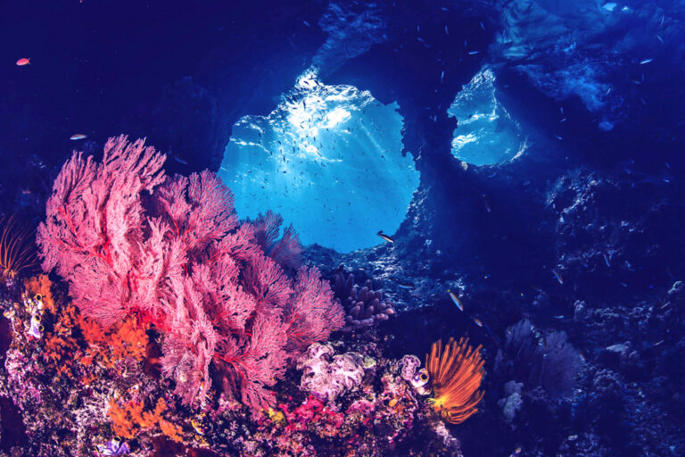 Faszinierende Korallenriffe erkunden