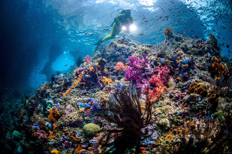 Farbenfrohe Unterwasserwelt