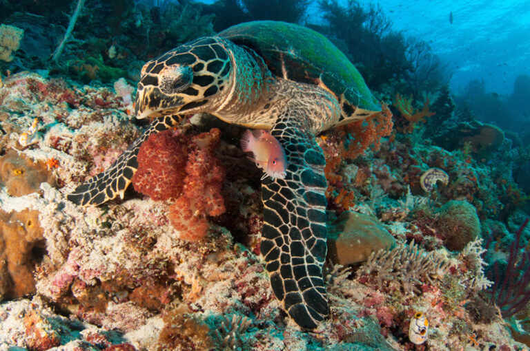 Eine Meeresschildkröte unterwegs im Riff