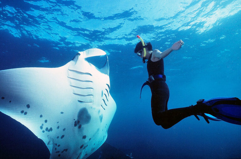Schnorcheln mit Mantarochen