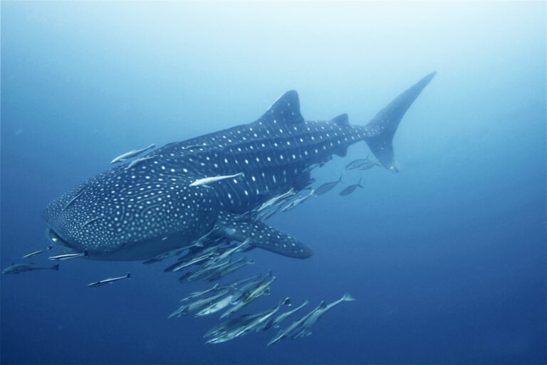 Dem majestätischen Walhai ganz nah kommen