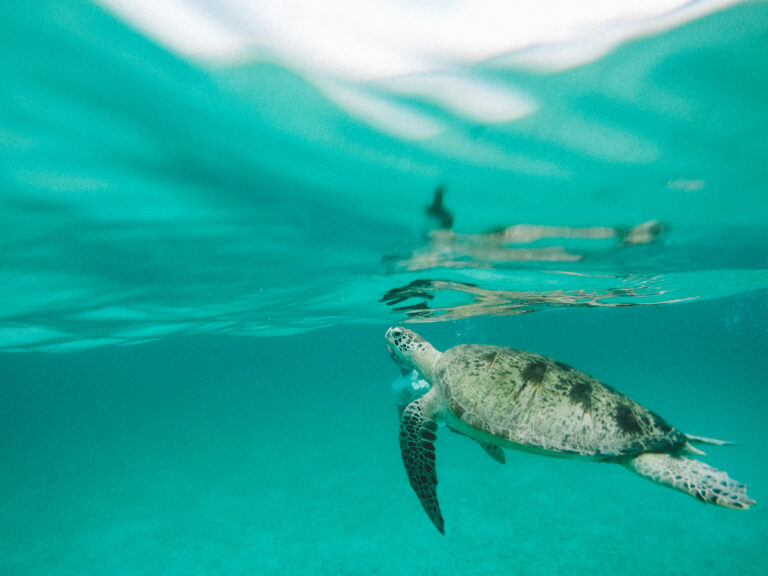Schnorcheln in einer traumhaften Unterwasserwelt