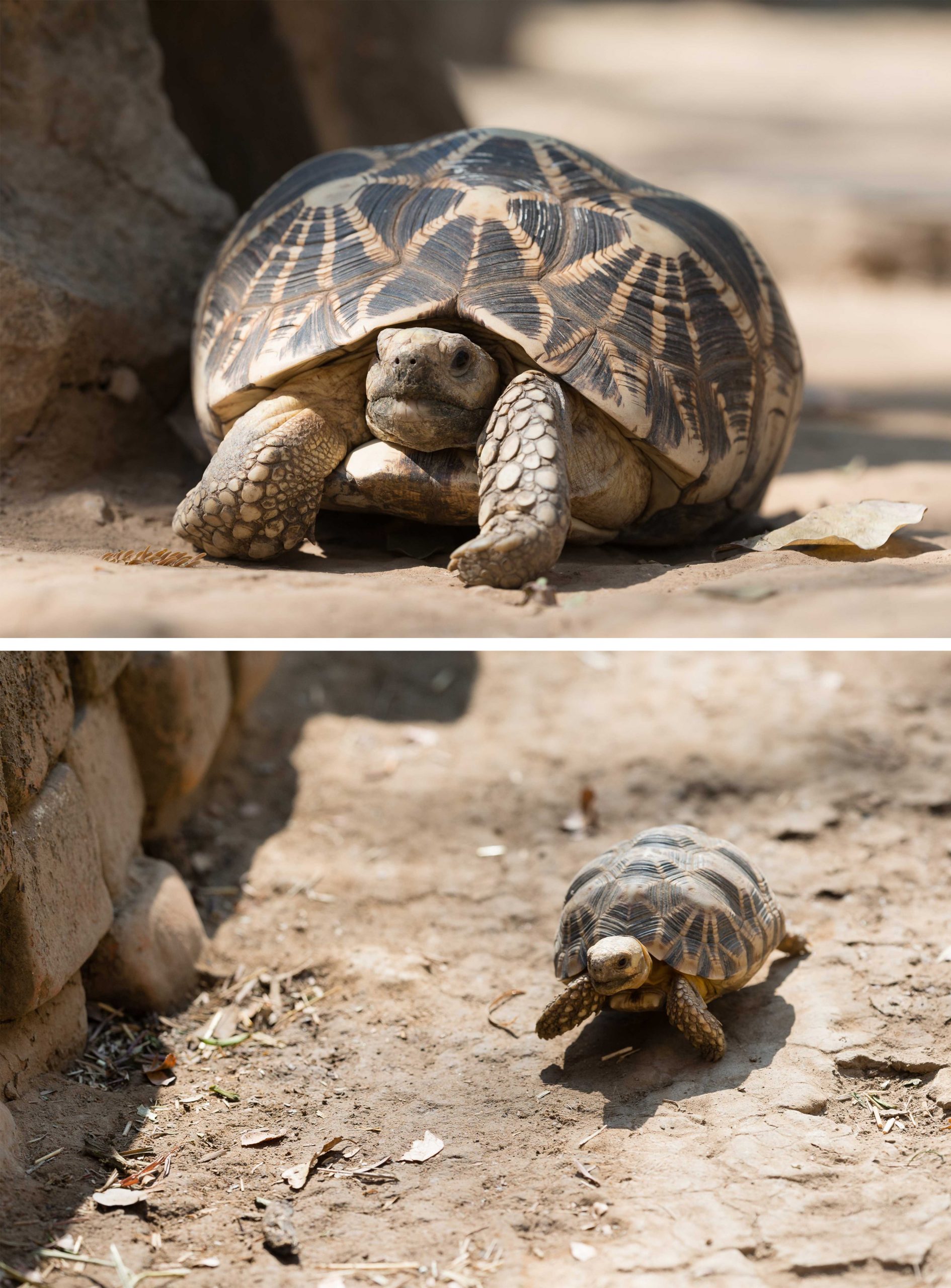 Minzontaung Wildlife Sanctuary