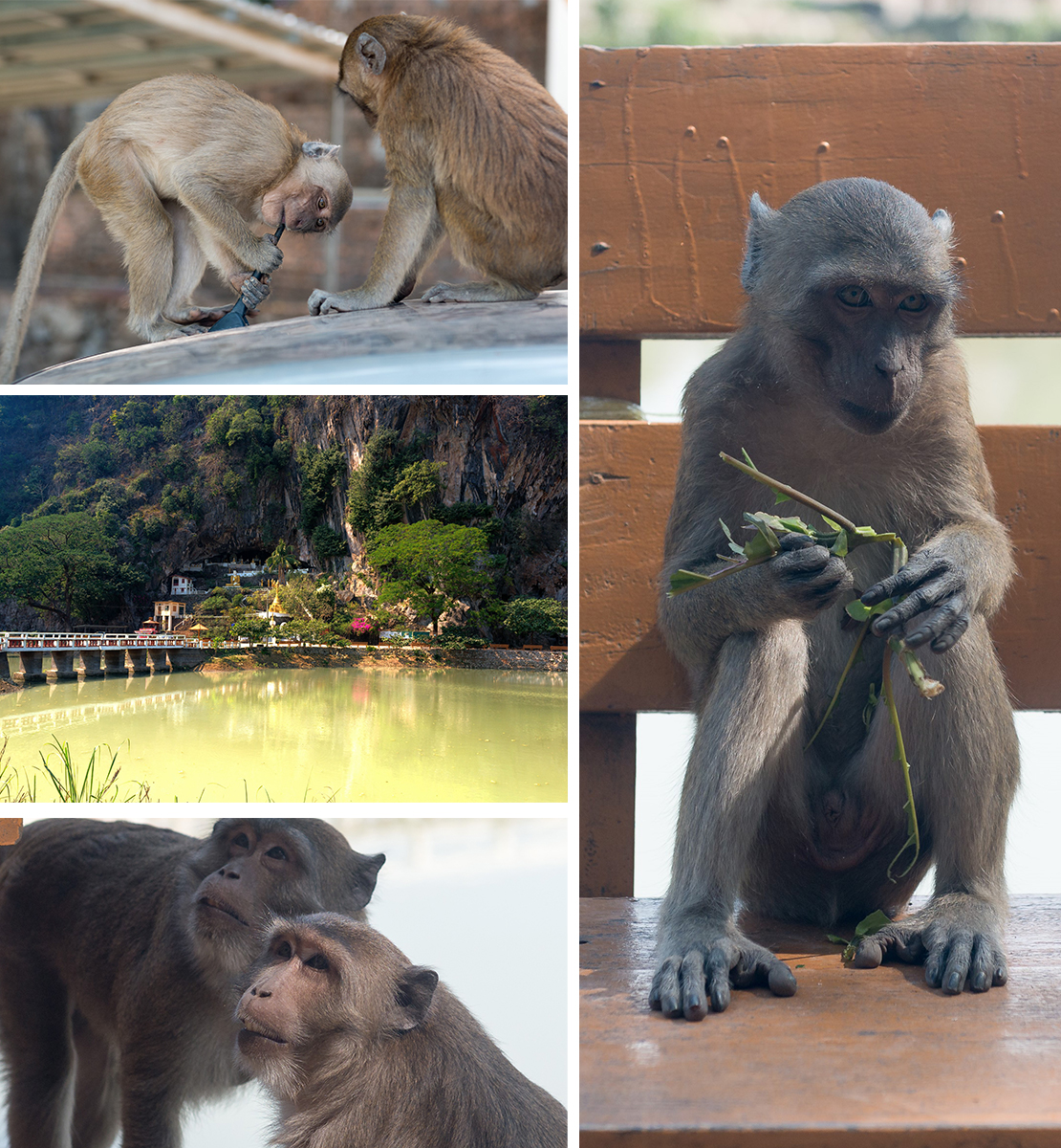 Ya Thae Pyan-Höhle spielende Affen