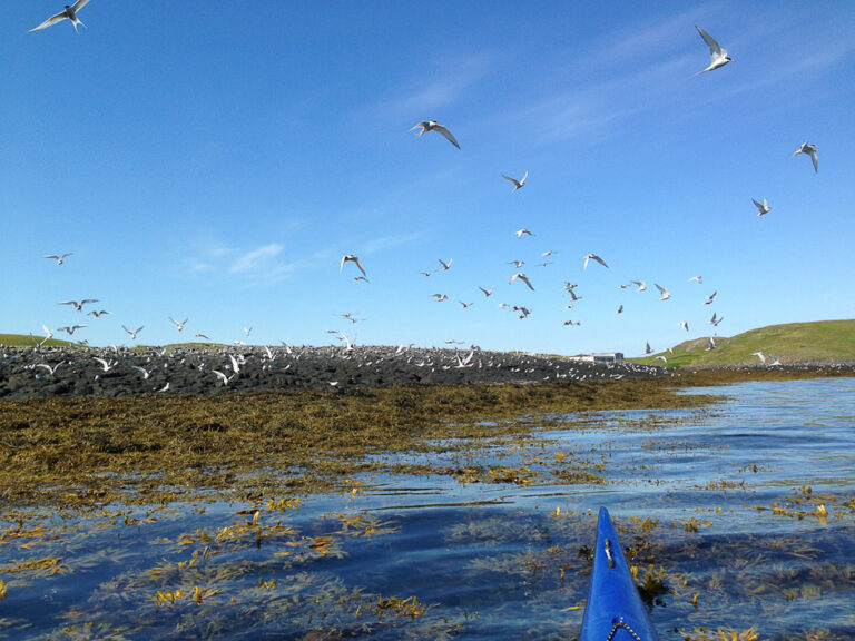 Ein Schwarm Seeschwalben