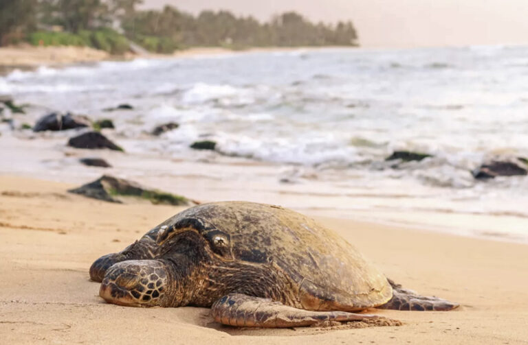 Schildkröte am Strand
