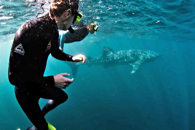 Einem Walhai ganz nah kommen