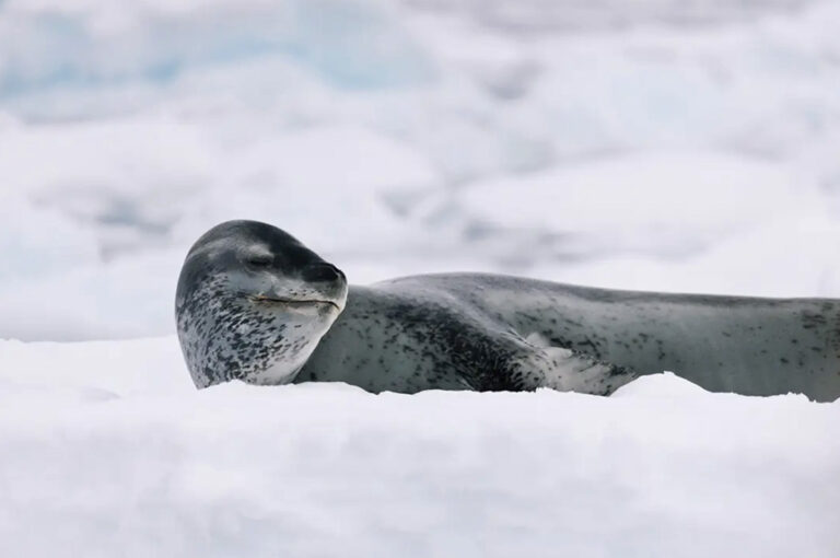 Eine Robbe entspannt im unendlichen Weiß
