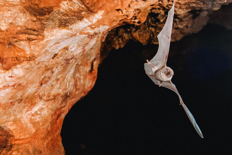 Fledermaus im Anflug