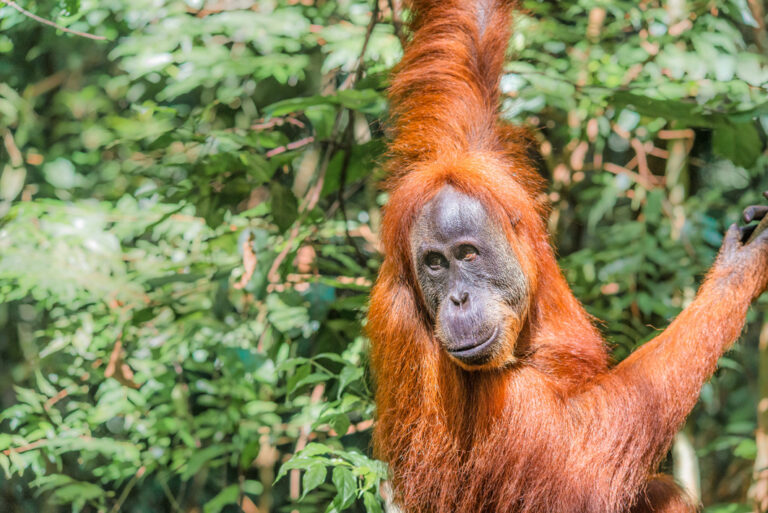 Orang Utans in freier Wildbahn erleben