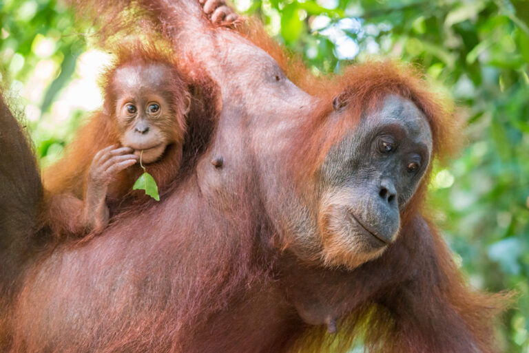Mit dem Nachwuchs von Baum zu Baum