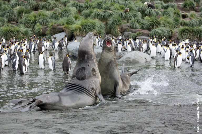 Rangelnde See-Elefanten