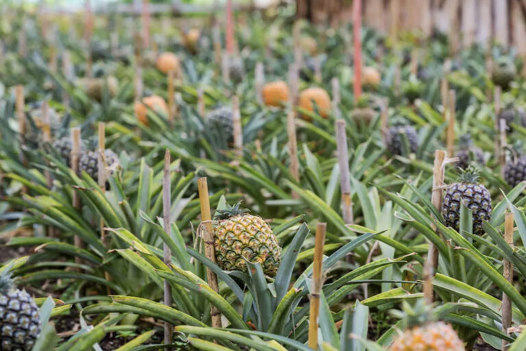 Zu Besuch auf einer Ananasplantage