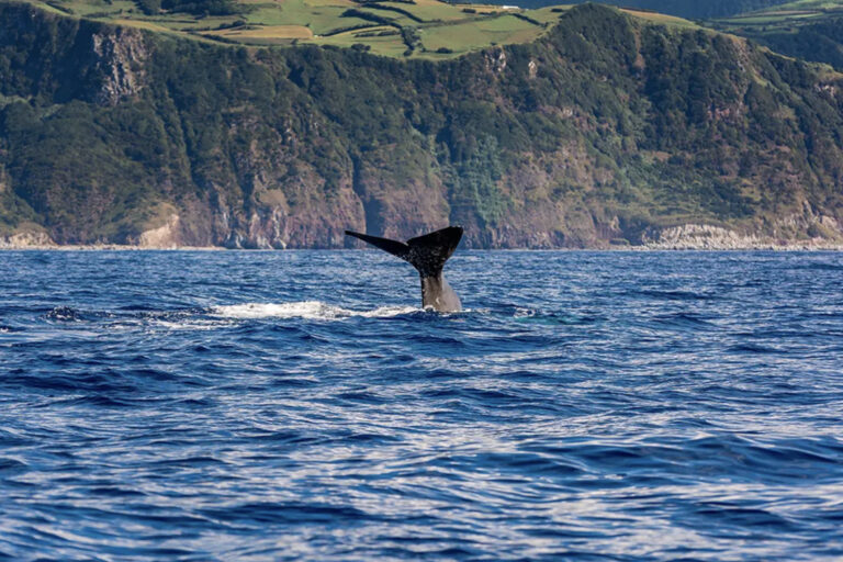 Walsichtungen sind hier keine Seltenheit