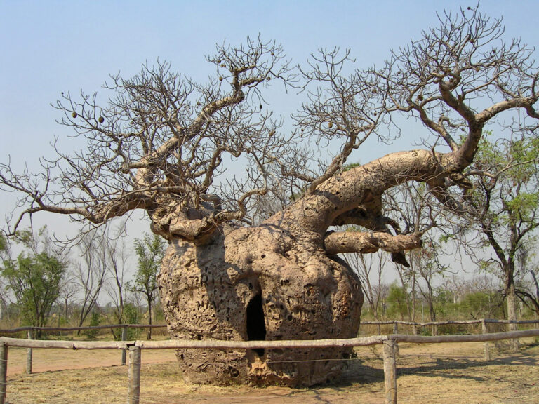 Der Boab Prison Tree in Derby