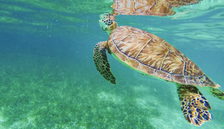 Besuch einer Meeresschildkröten-Schutzstation