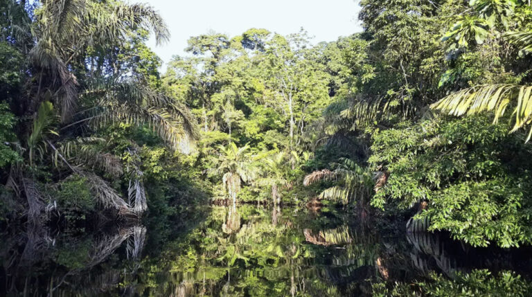 Erkundung des Tortuguereo Nationalparks