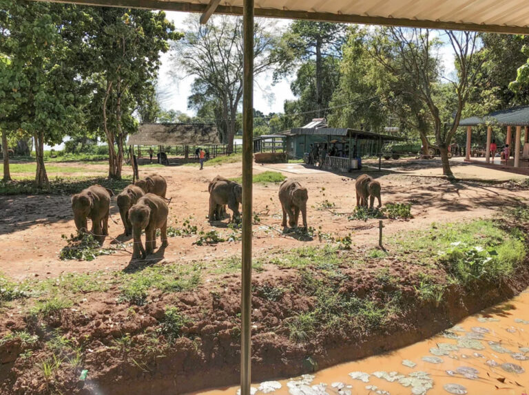 Besuch im Udawalawe Elephant Transit Home