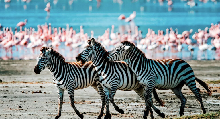 Fasznierender Lake Manyara