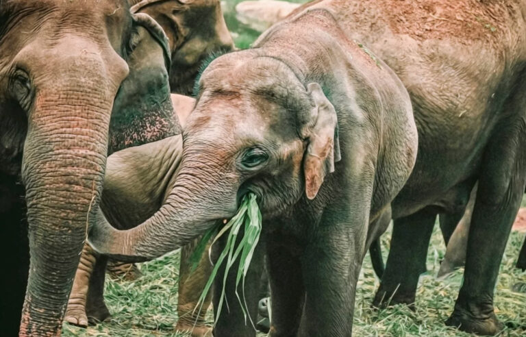 Besuch im Elefantenkrankenhaus