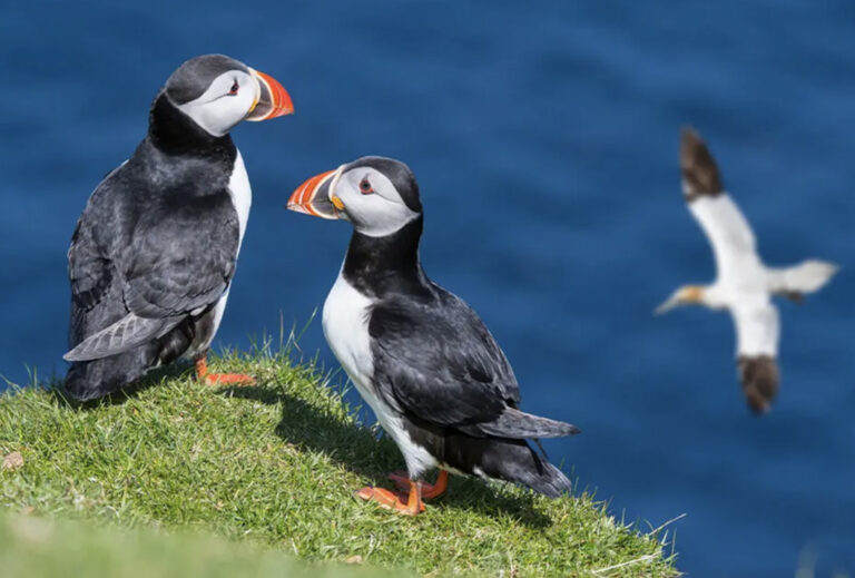 Zwei Papageientaucher im Gras
