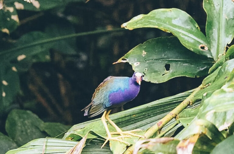 Unterwegs im Dschungel gibt es einiges zu entdecken