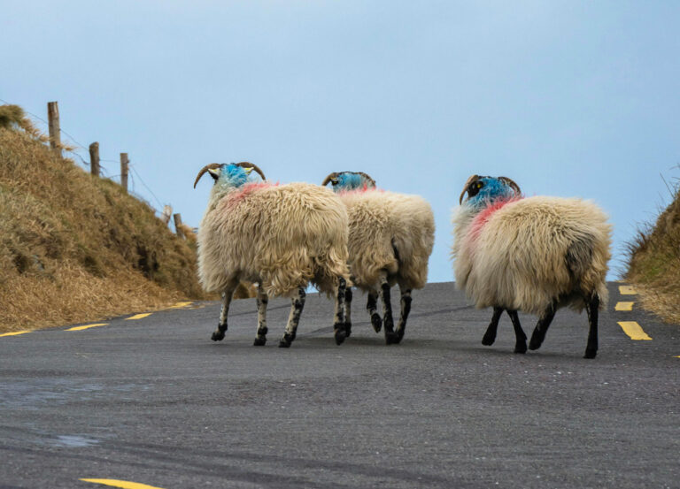 Bunt markierte Schafe auf Straße