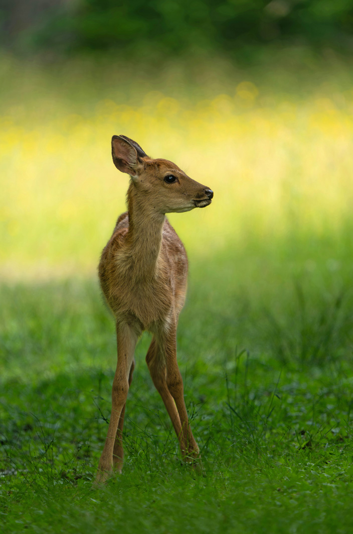 Reh im Shiretoko Nationalpark