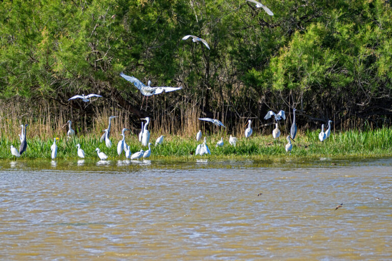 Unzählige Vögel im Naturpark Aiguamolls de l'Empordà