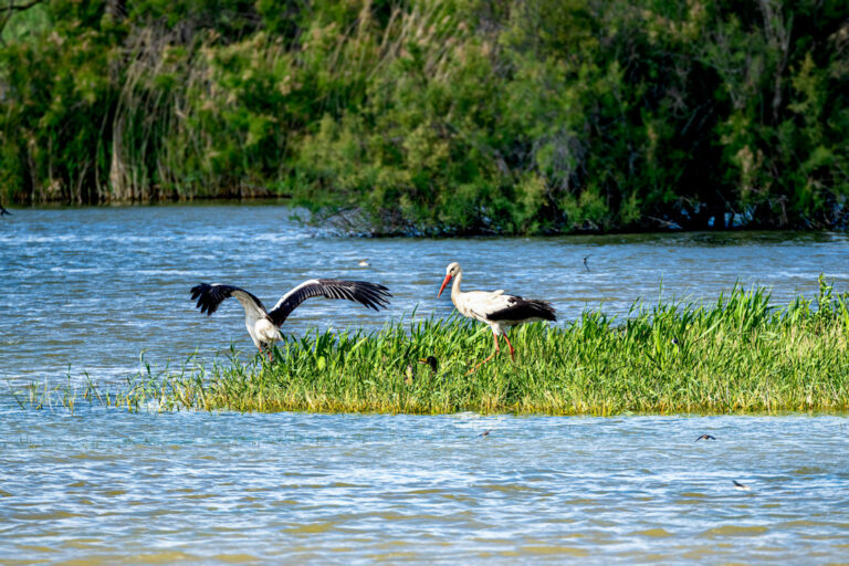Störche auf Nahrungssuche am Wasser