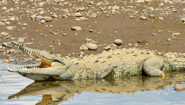 Krokodil im Wasser mit offenem Maul