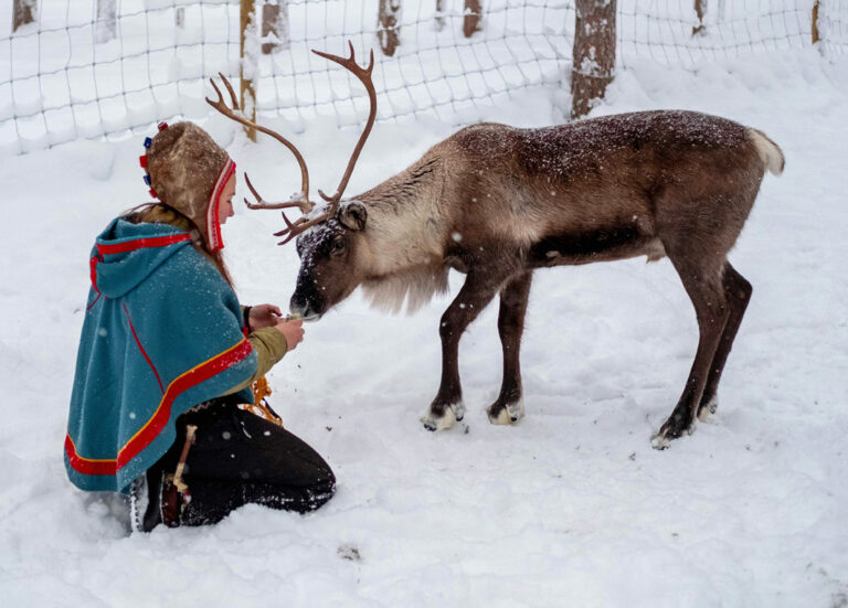 Same füttert Rentier
