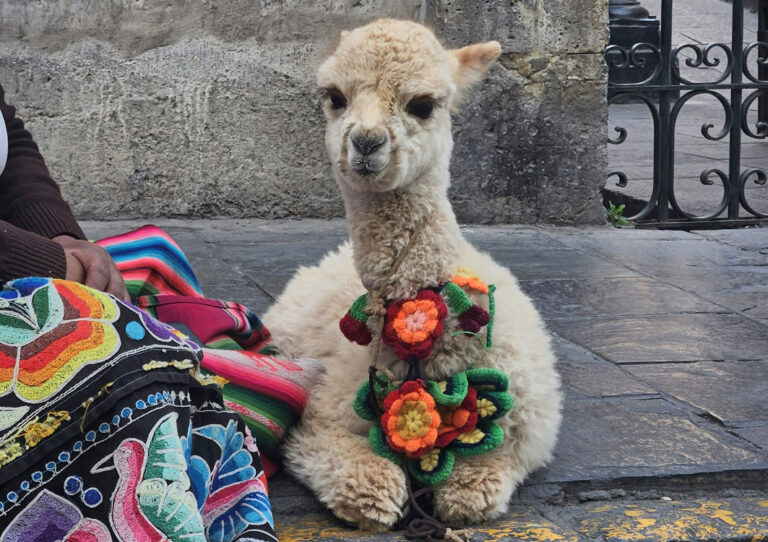 Geschmücktes Alpaka