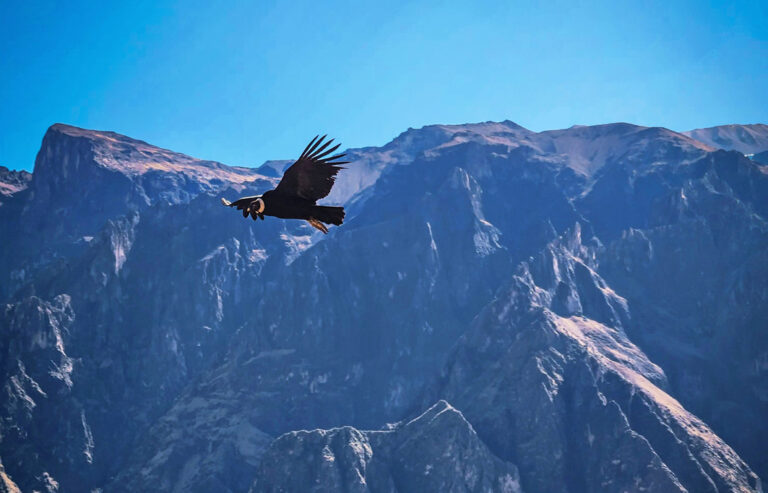 Ein Kondor gleitet majestätisch durch die Luft