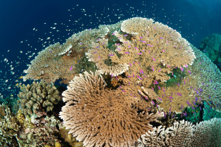 Korallen und Fische auf Bohol