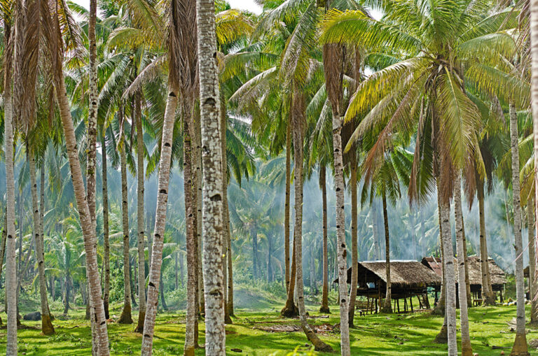 Palmen und Stelzenhütten auf Siargao