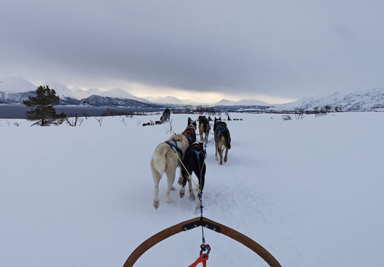 Schlittenhunde ziehen Schlitten durch die verschneite Landschaft