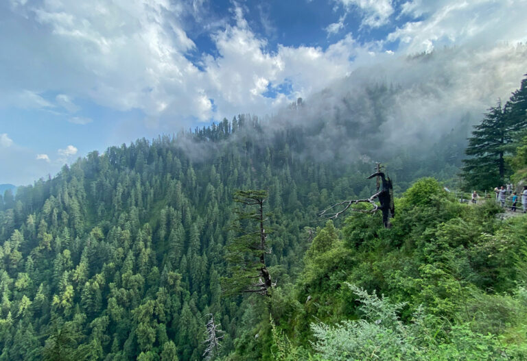 Üppige Wälder im Ayubia Nationalpark