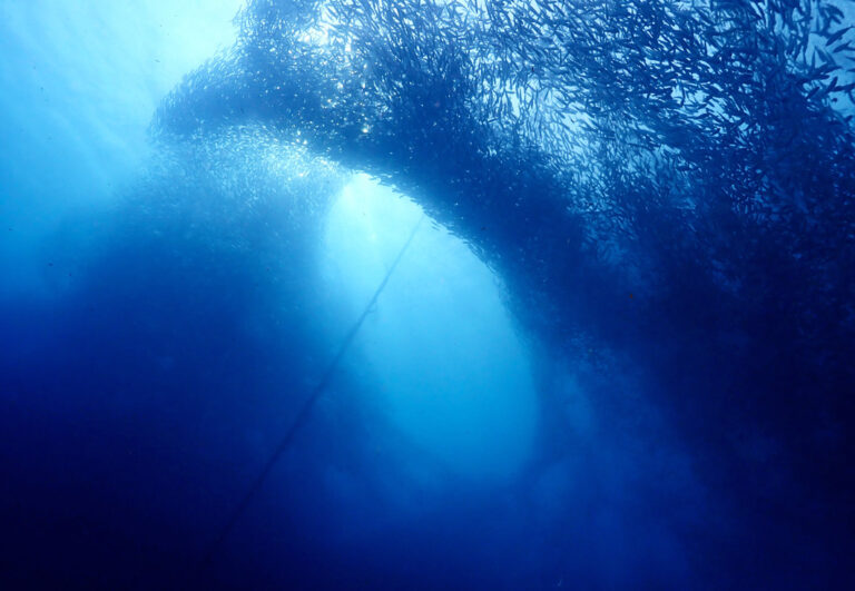 Sardinenscharm mit Loch in der Mitte