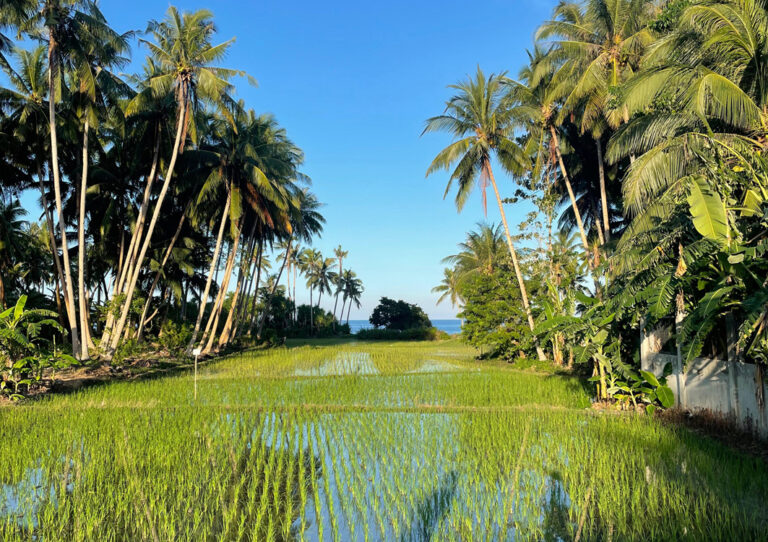 Reisterrassen zwischen Palmen auf Siquijor