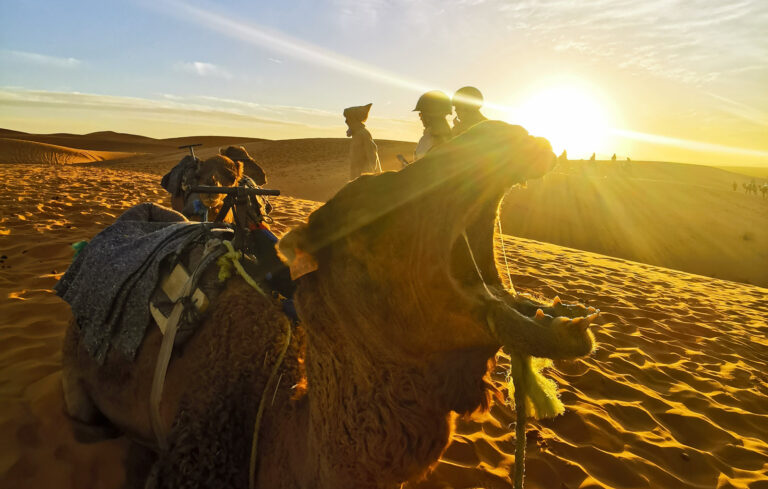Gähnendes Kamel in der Wüste bei Sonnenuntergang