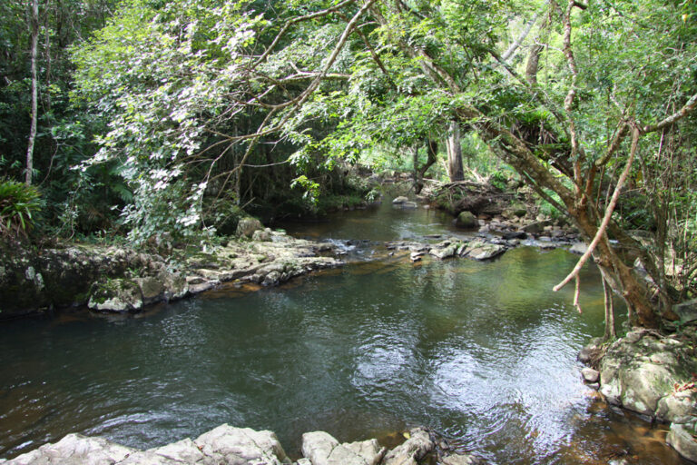 Badespot mitten im Regenwald