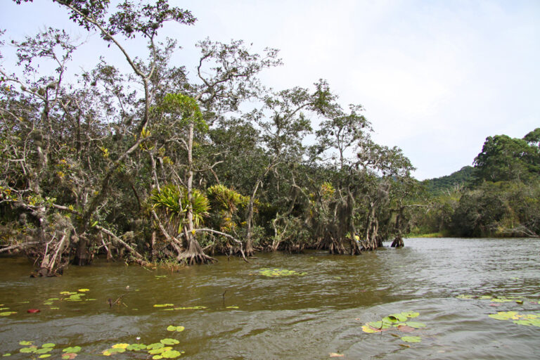 Zwischen Seerosen und Regenwald entlangpaddeln
